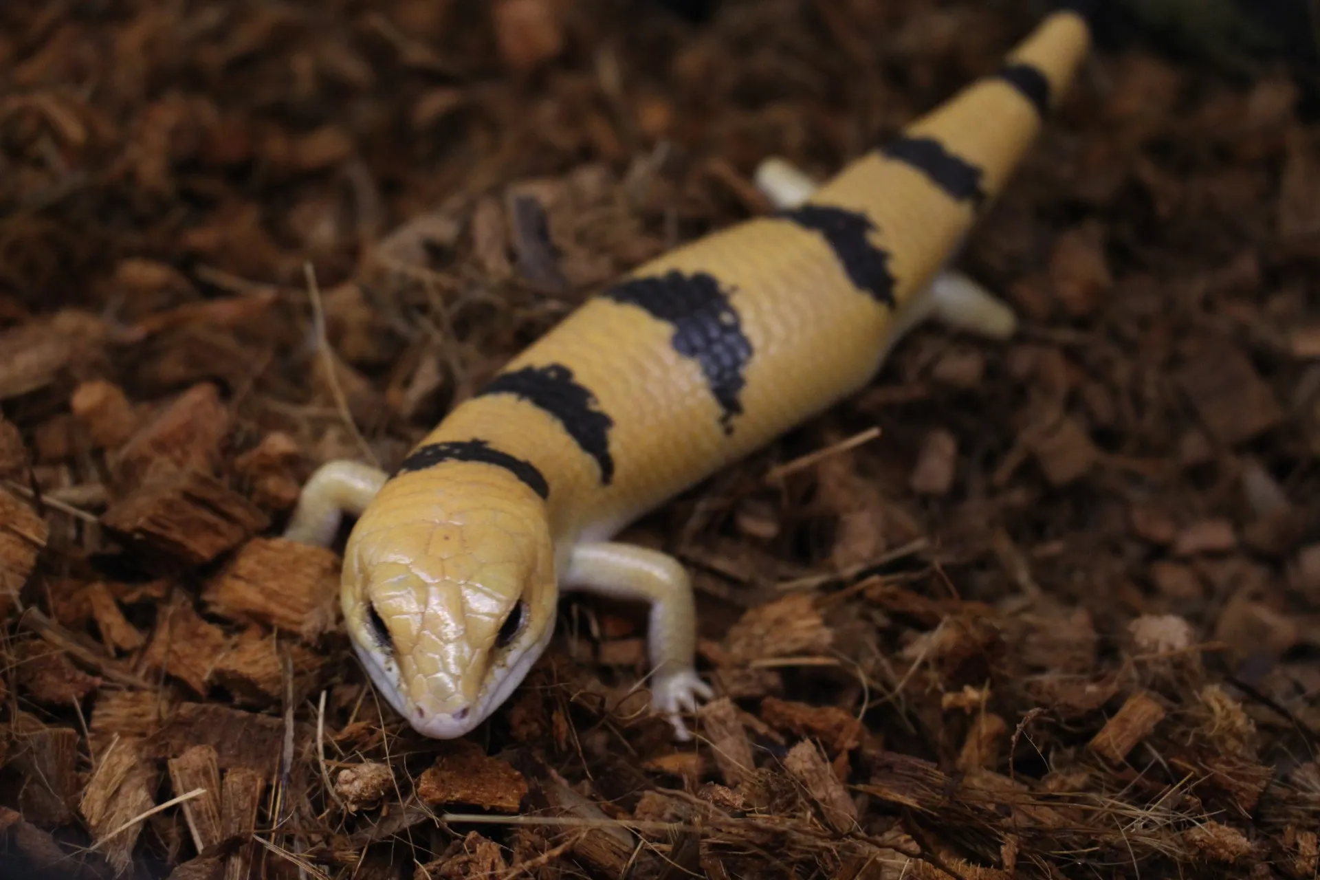 ピーターズバンデッドスキンク