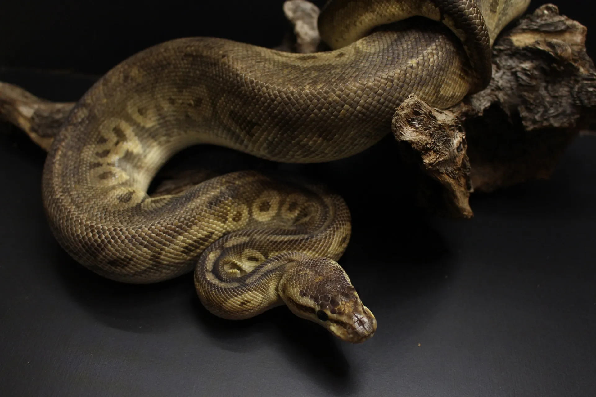 ボールパイソン