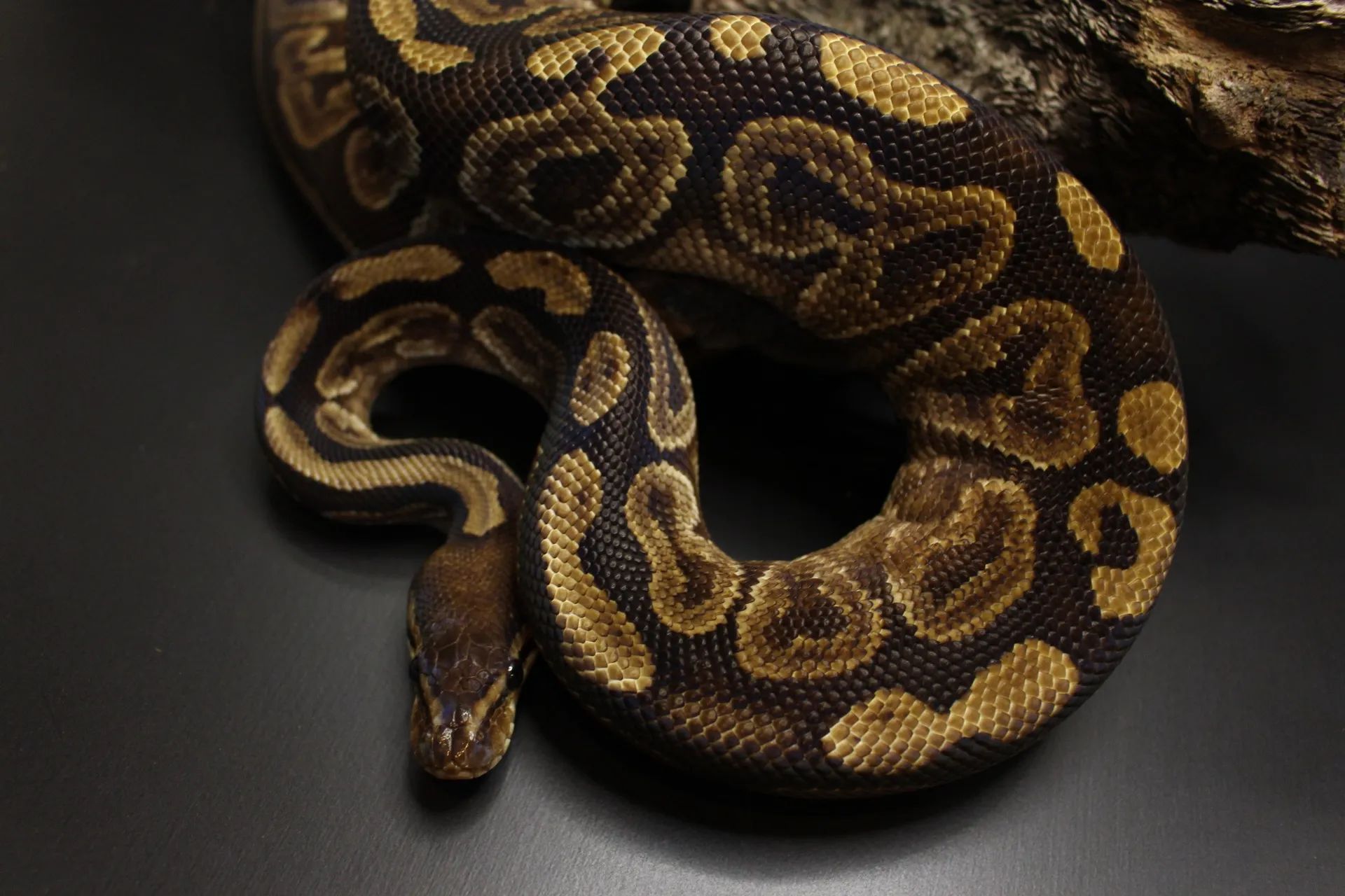 ボールパイソン