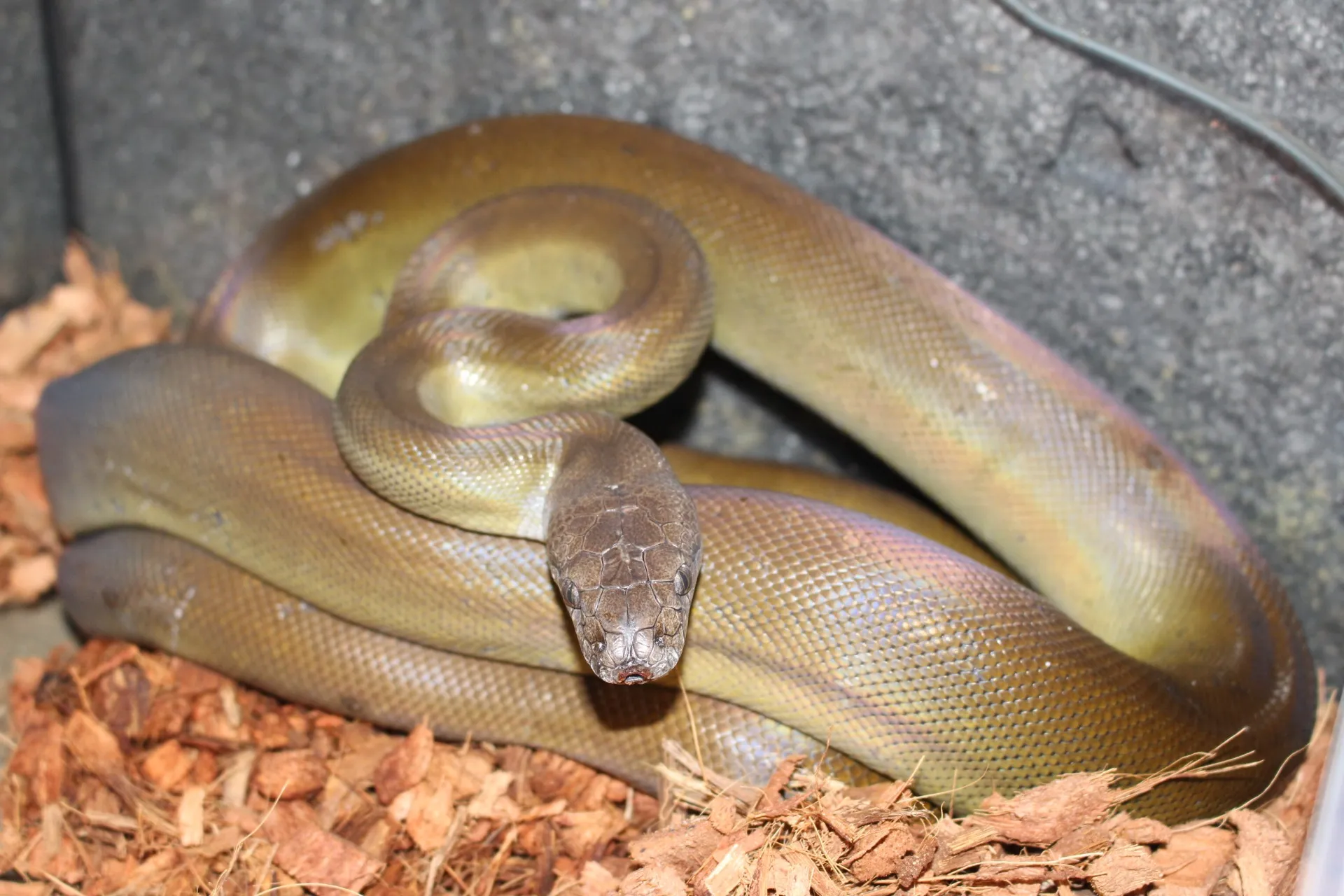 パプアンパイソン