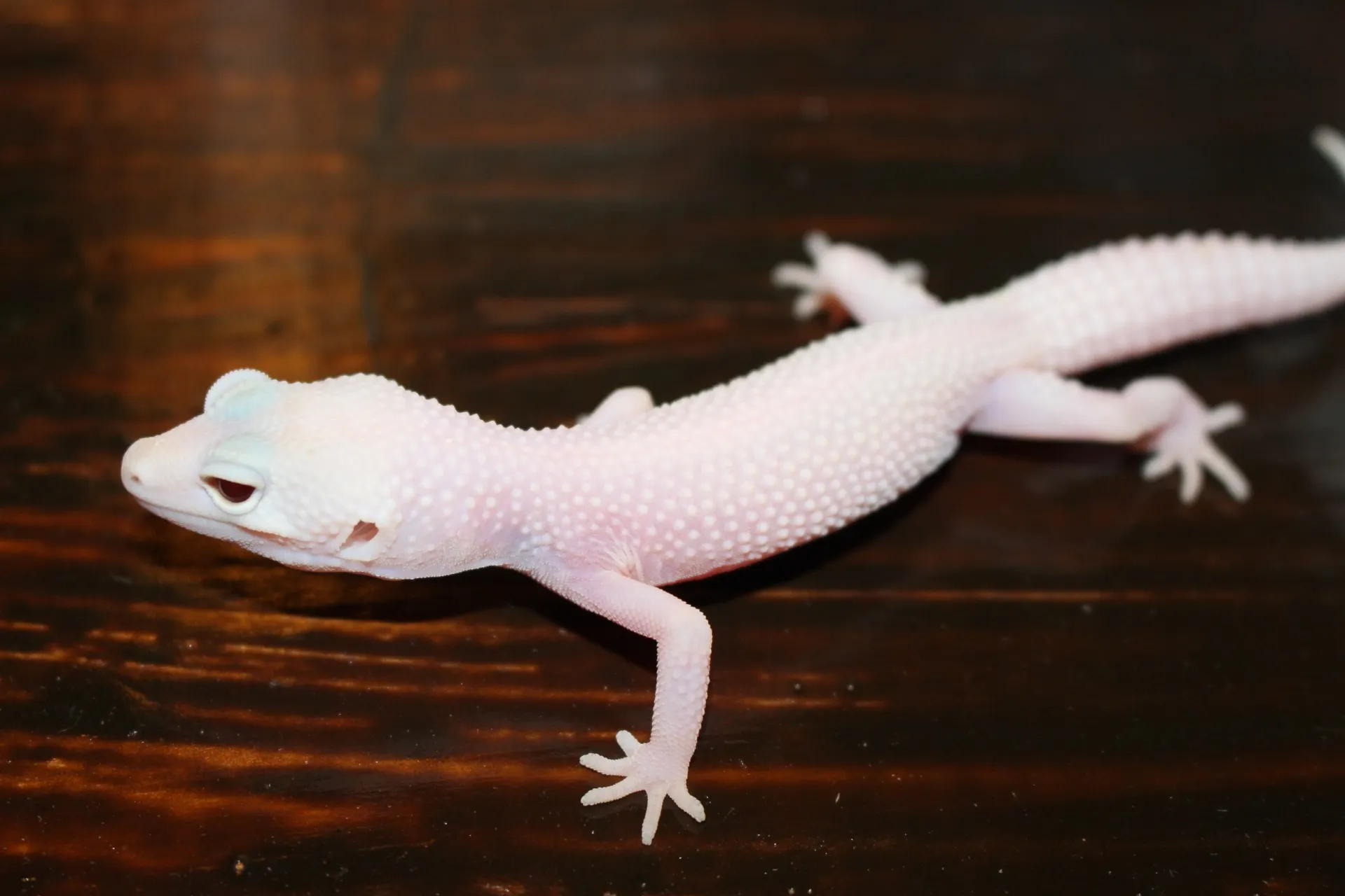 ヒョウモントカゲモドキ
