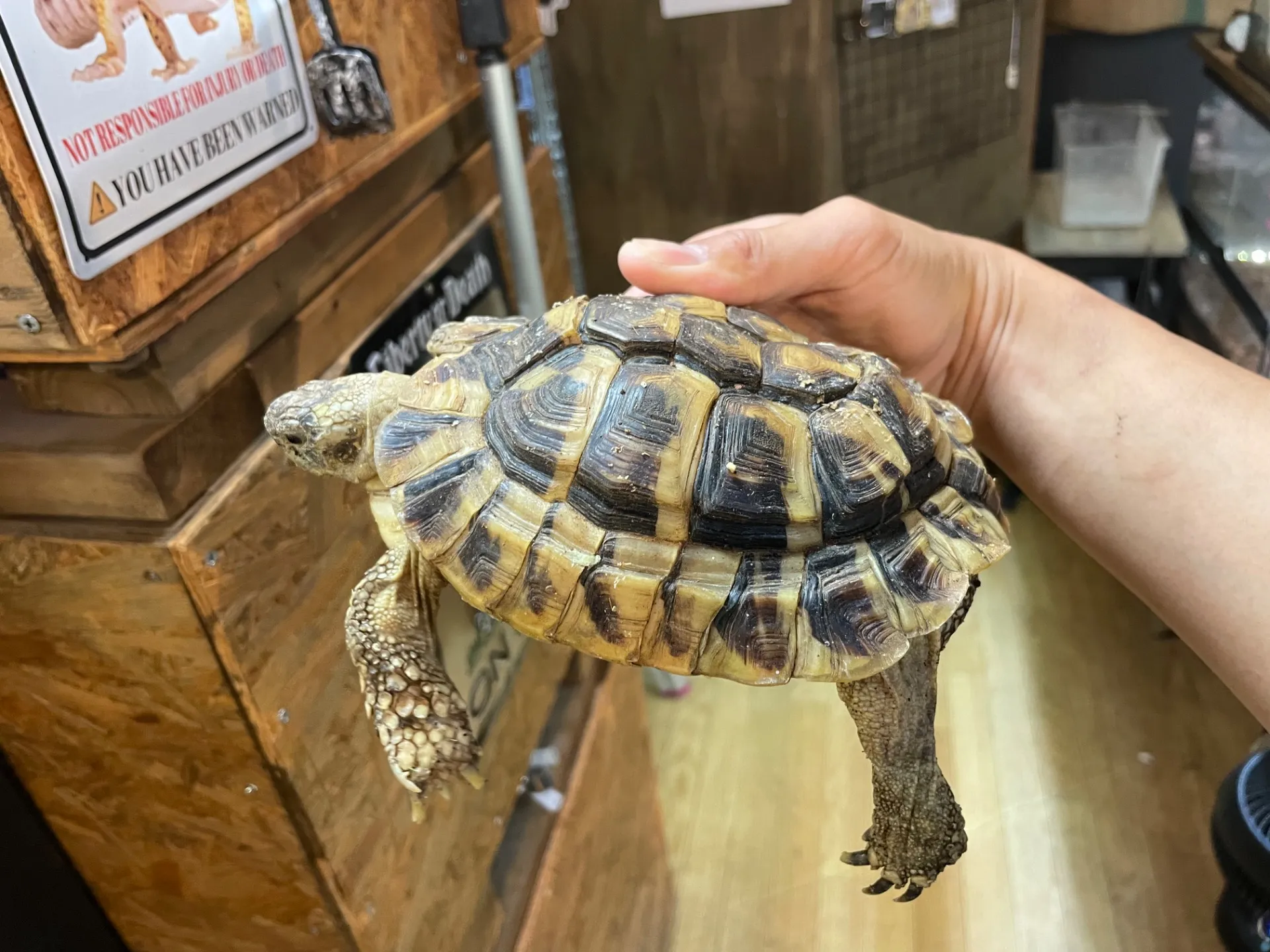 ヒガシヘルマンリクガメ