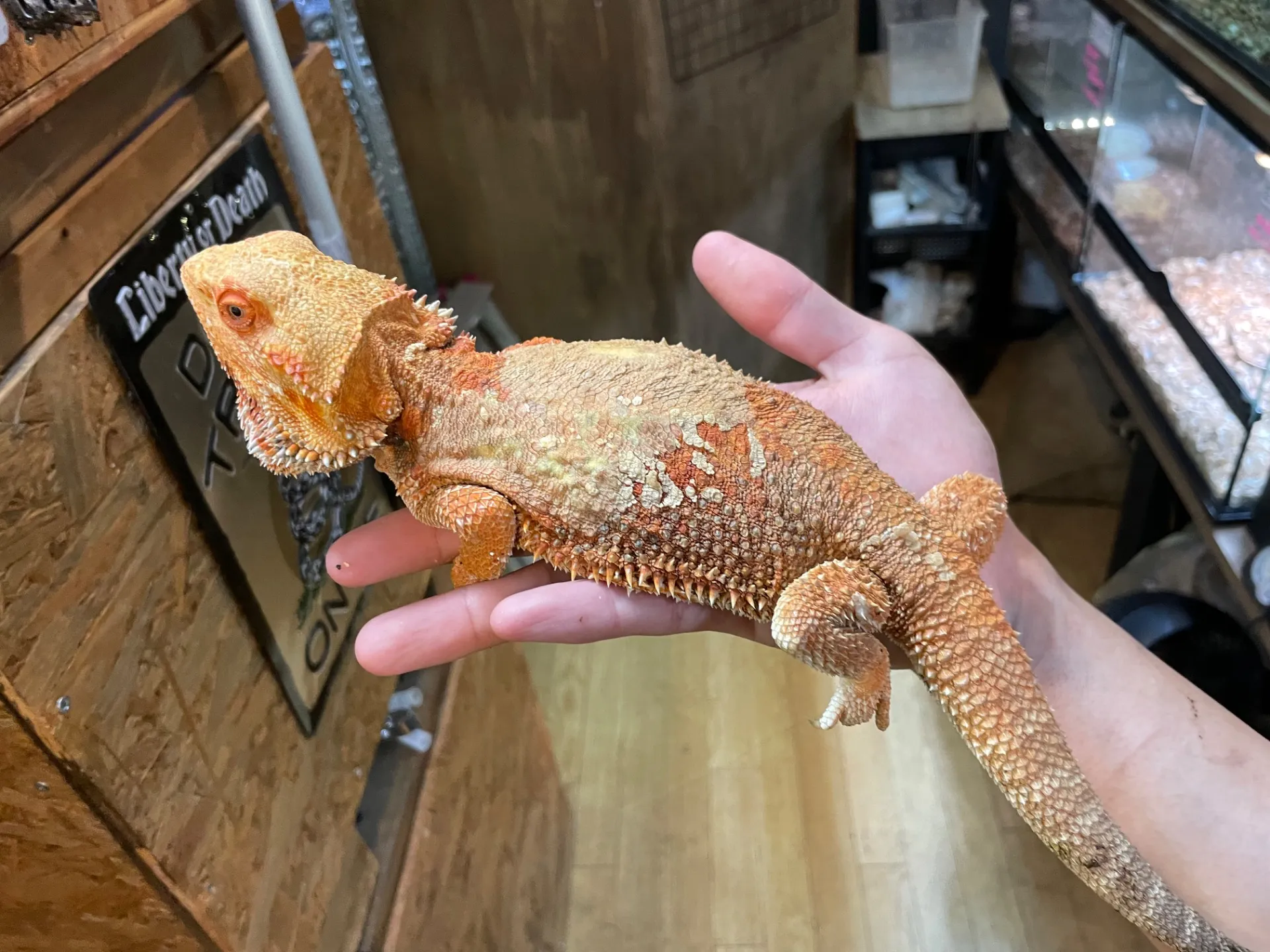 フトアゴヒゲトカゲ