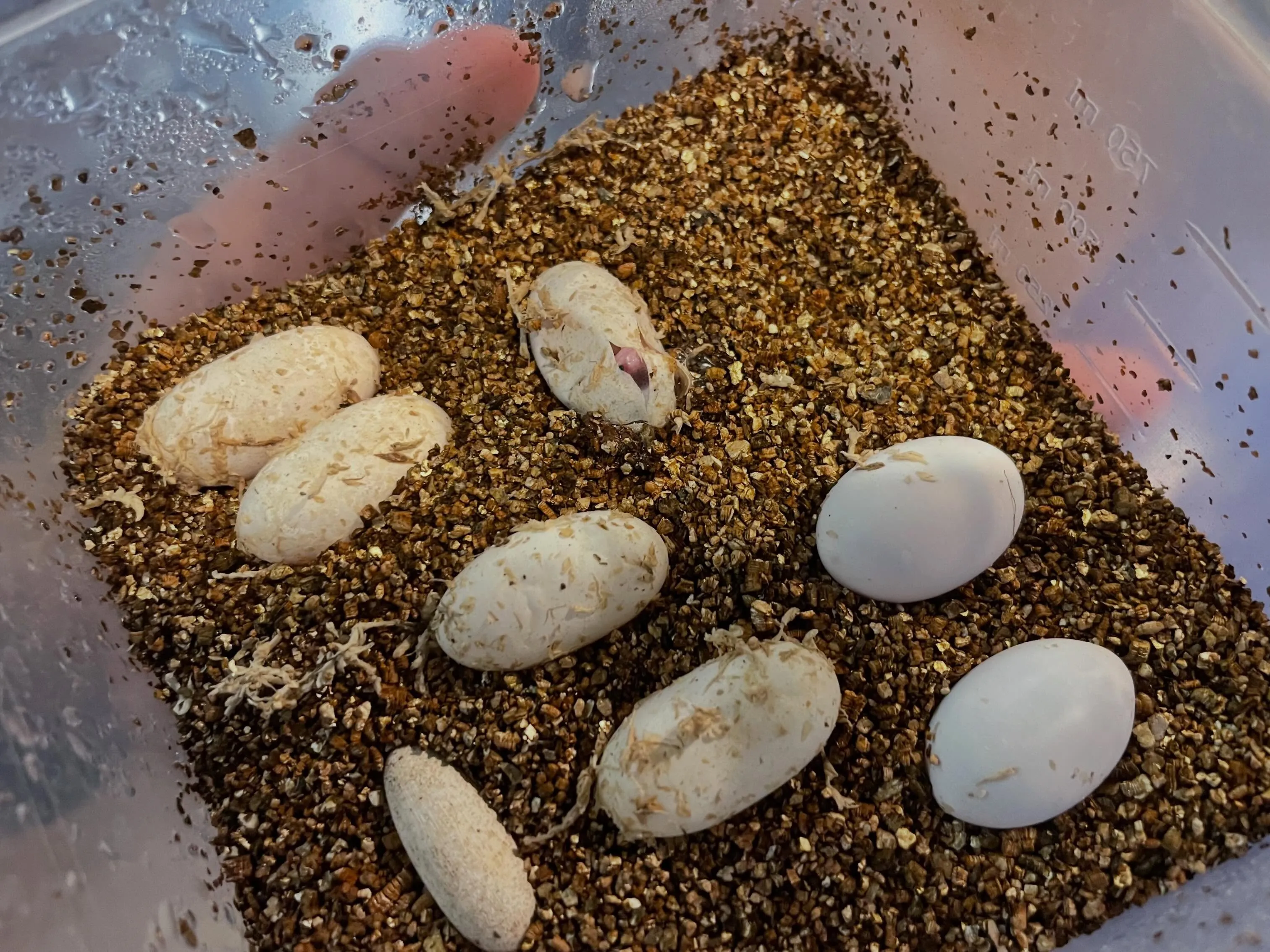 今年第1号！ヒョウモントカゲモドキ孵化始まりました！🐣‪🦎
