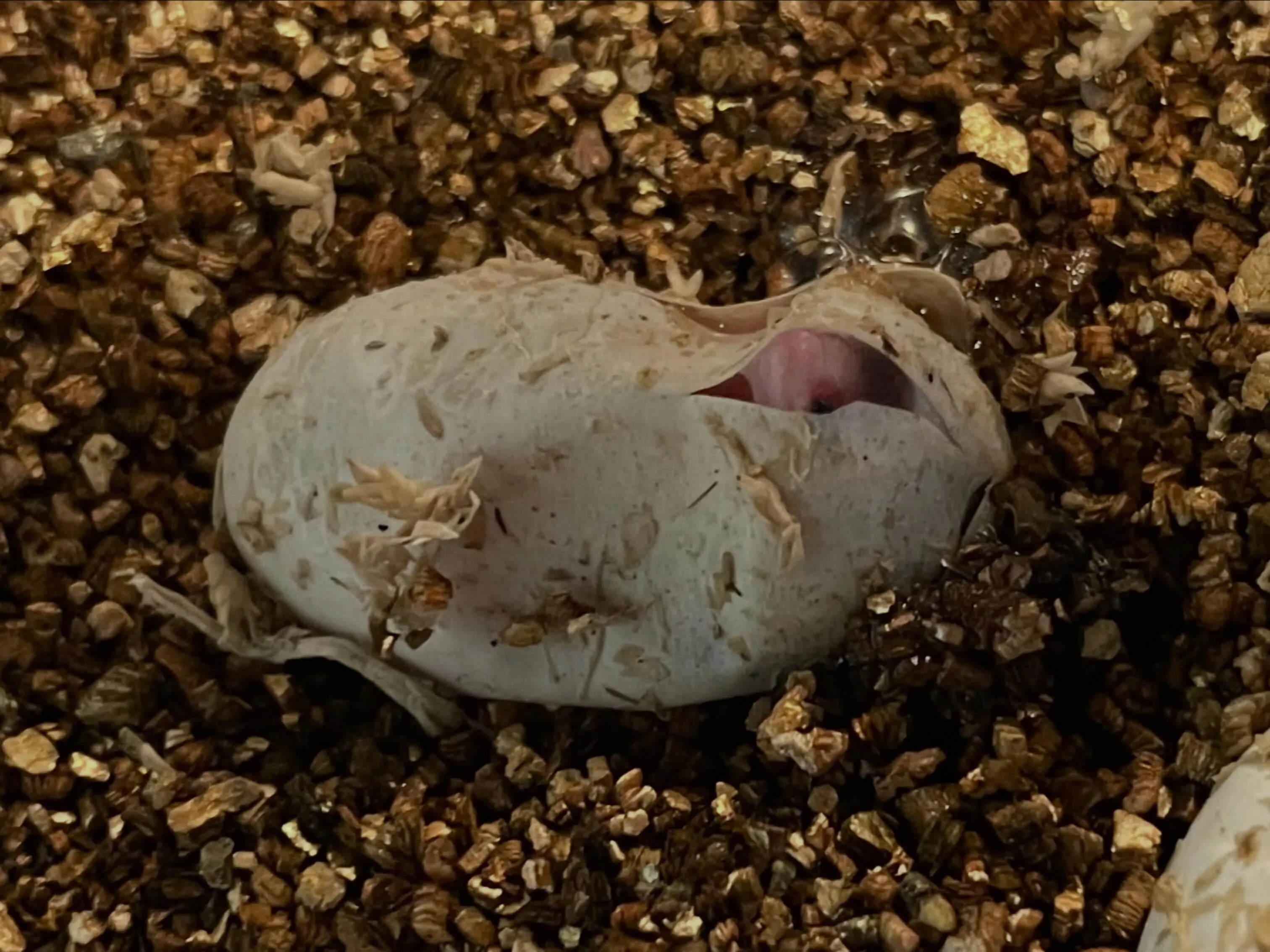今年第1号！ヒョウモントカゲモドキ孵化始まりました！🐣‪🦎