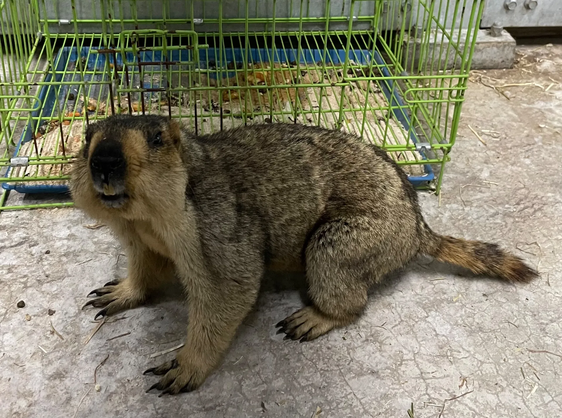 ヒマラヤマーモット