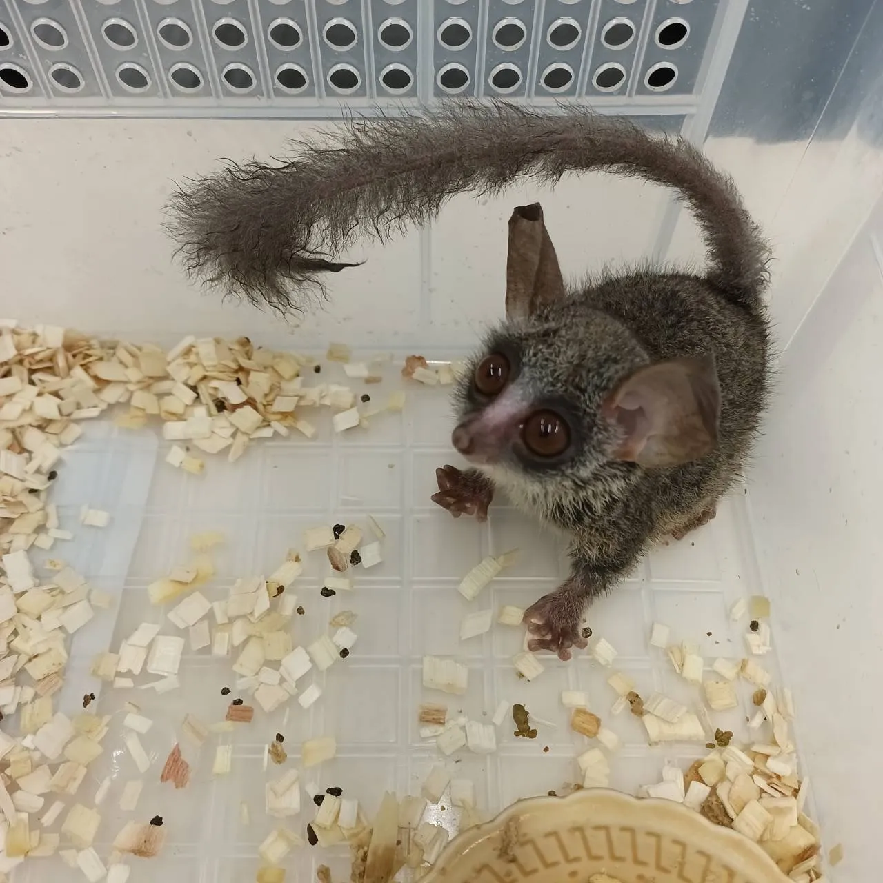 ショウガラゴ