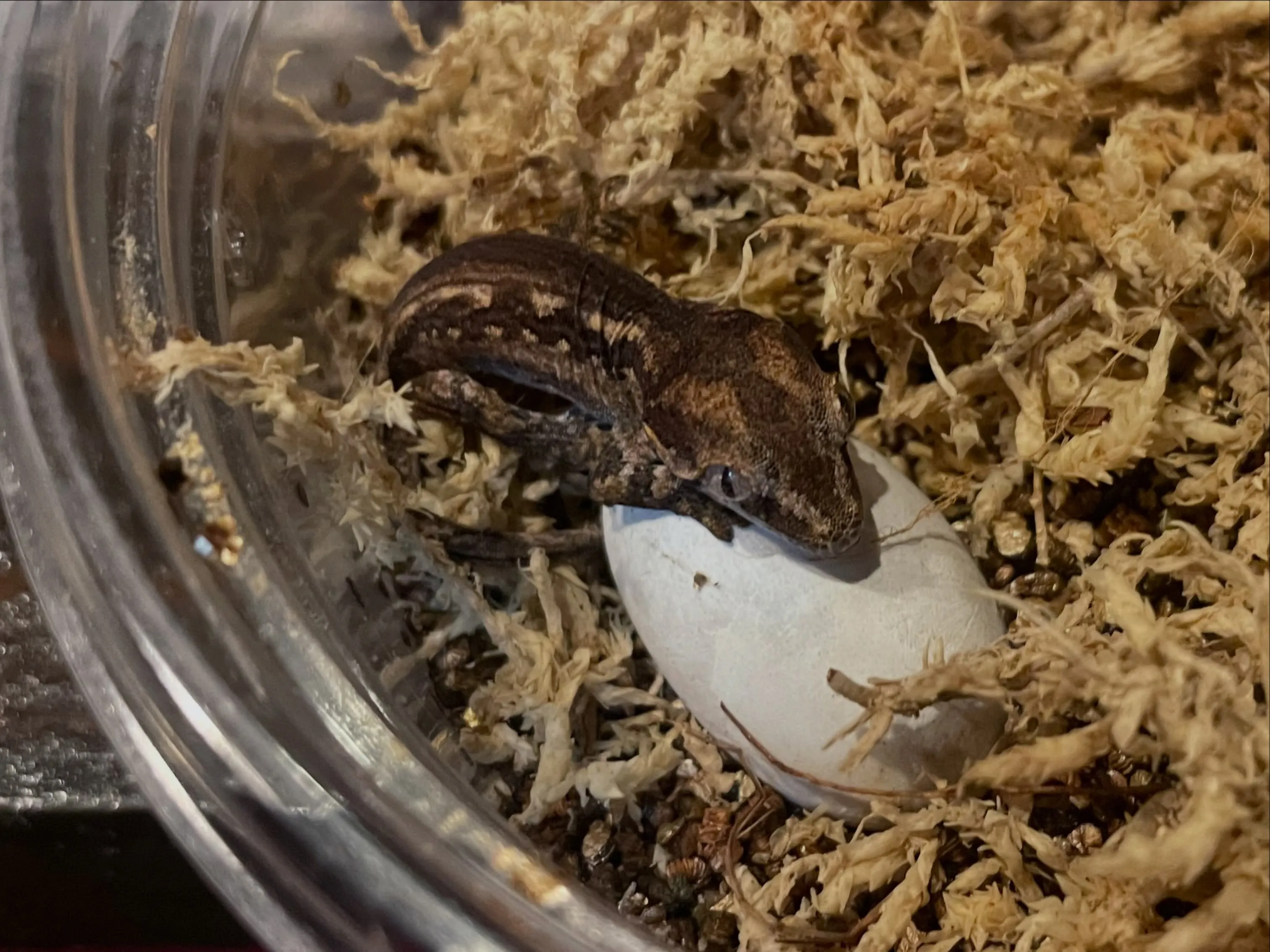 ガーゴイルゲッコー Rhacodactylus auricu...