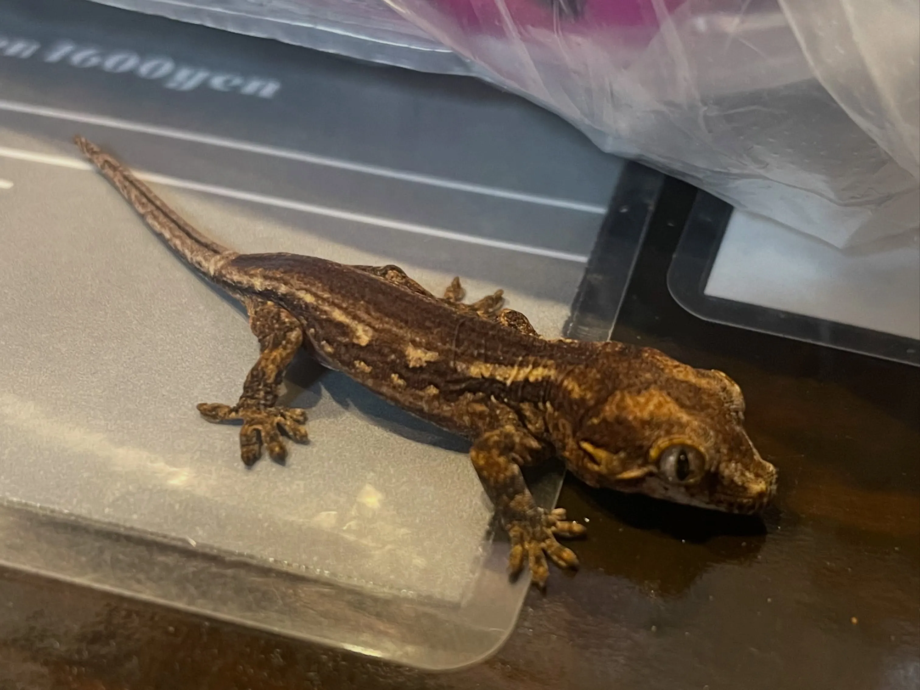 ガーゴイルゲッコー Rhacodactylus auricu...