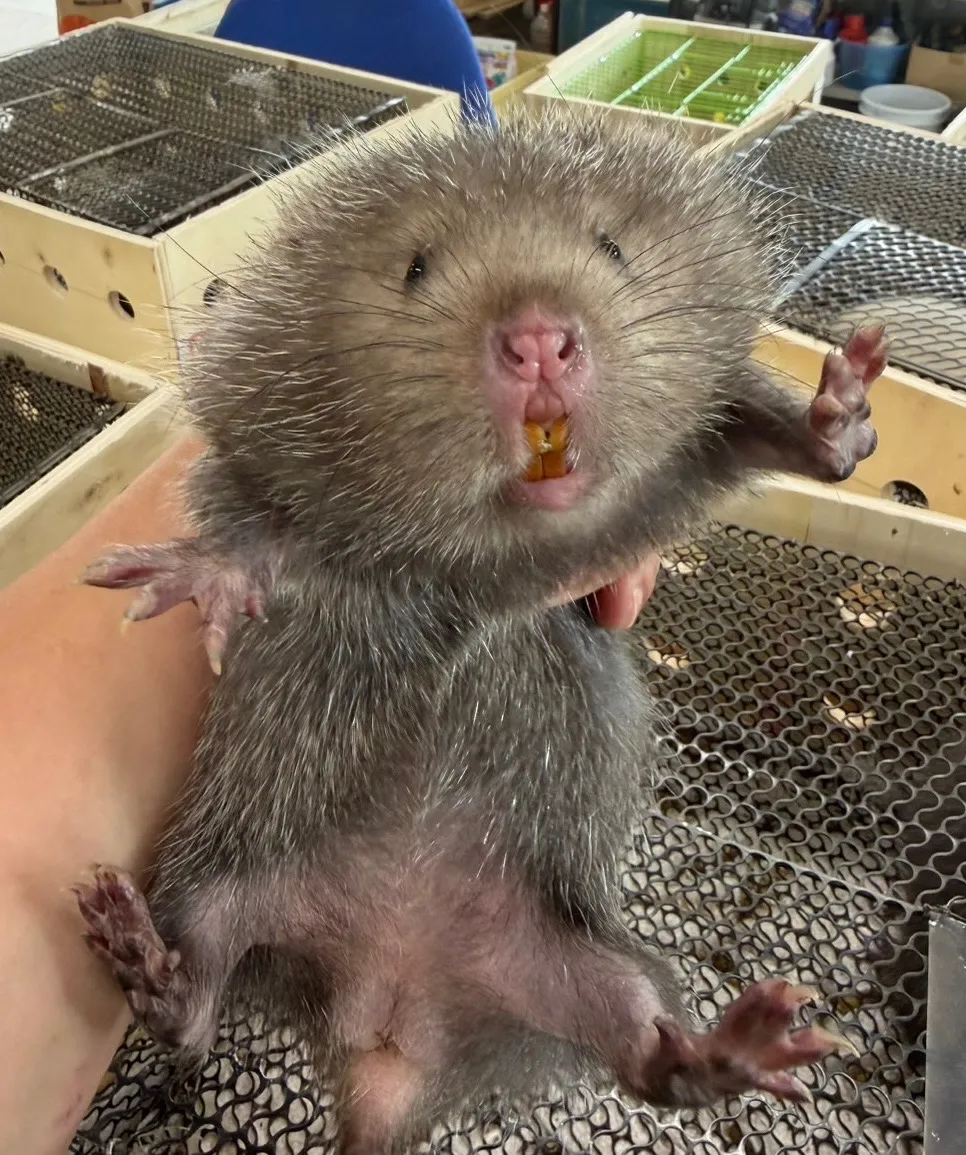 シラガタケネズミ