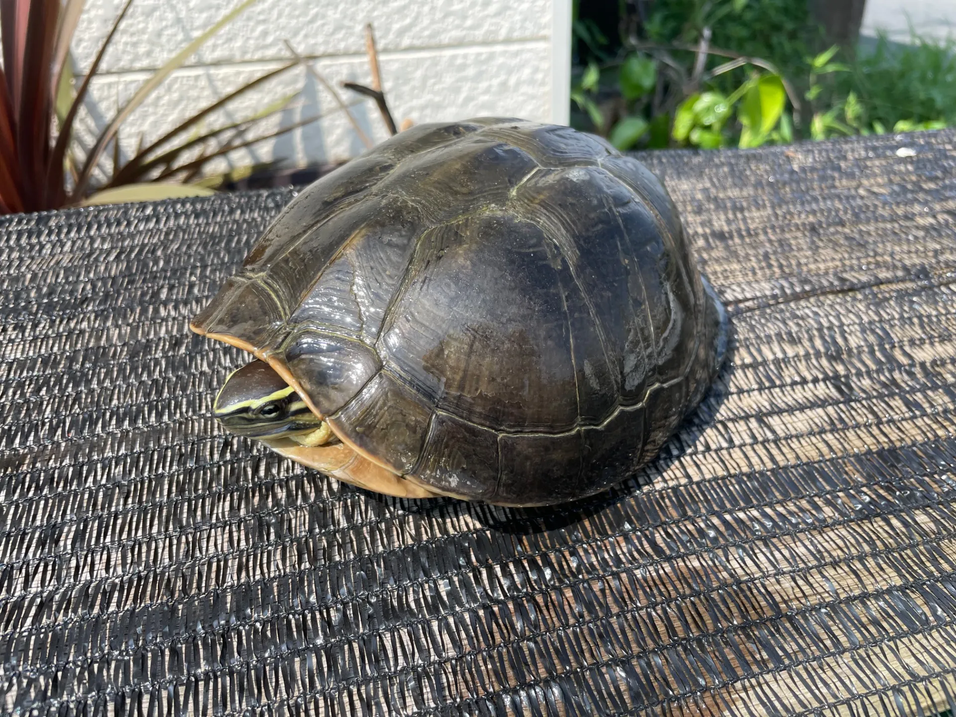 マレーハコガメ