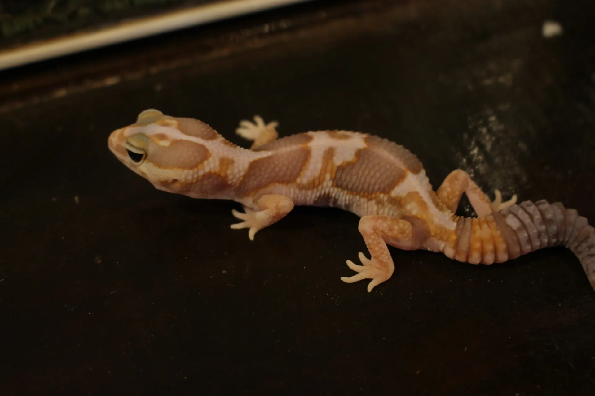 ニシアフリカトカゲモドキ