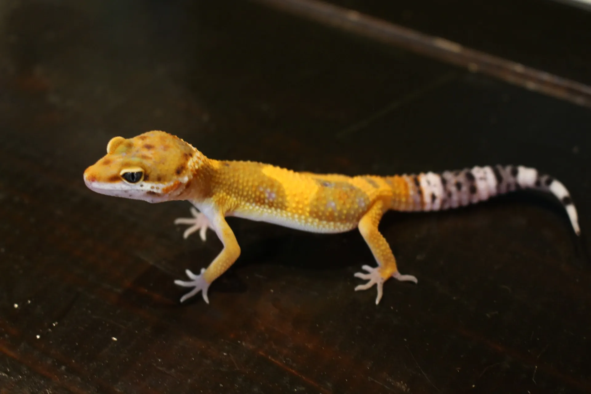 ヒョウモントカゲモドキ