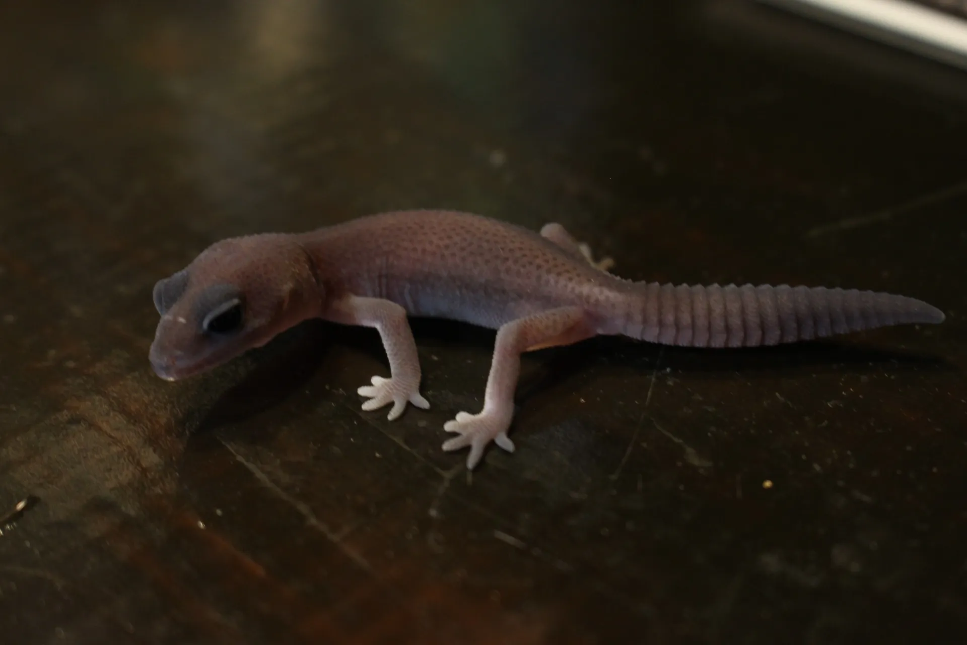 ニシアフリカトカゲモドキ