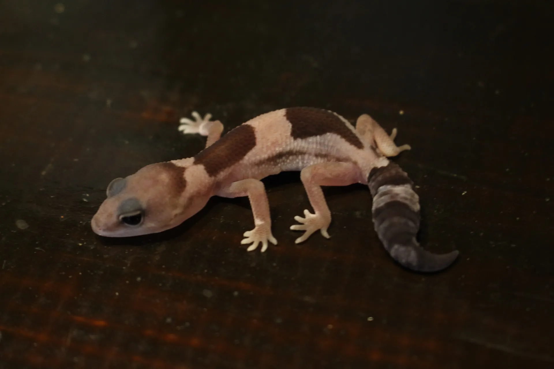 ニシアフリカトカゲモドキ