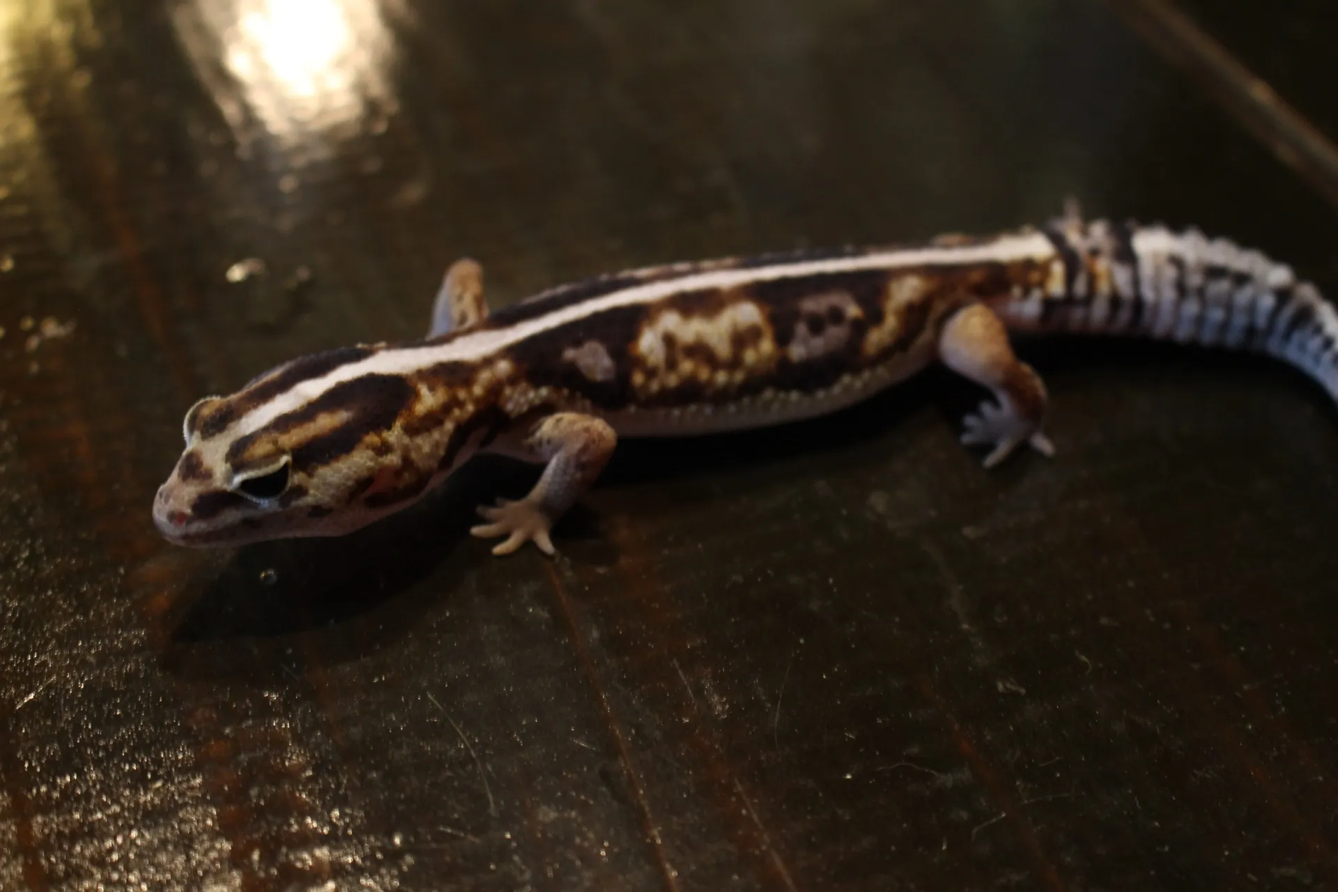 ニシアフリカトカゲモドキ