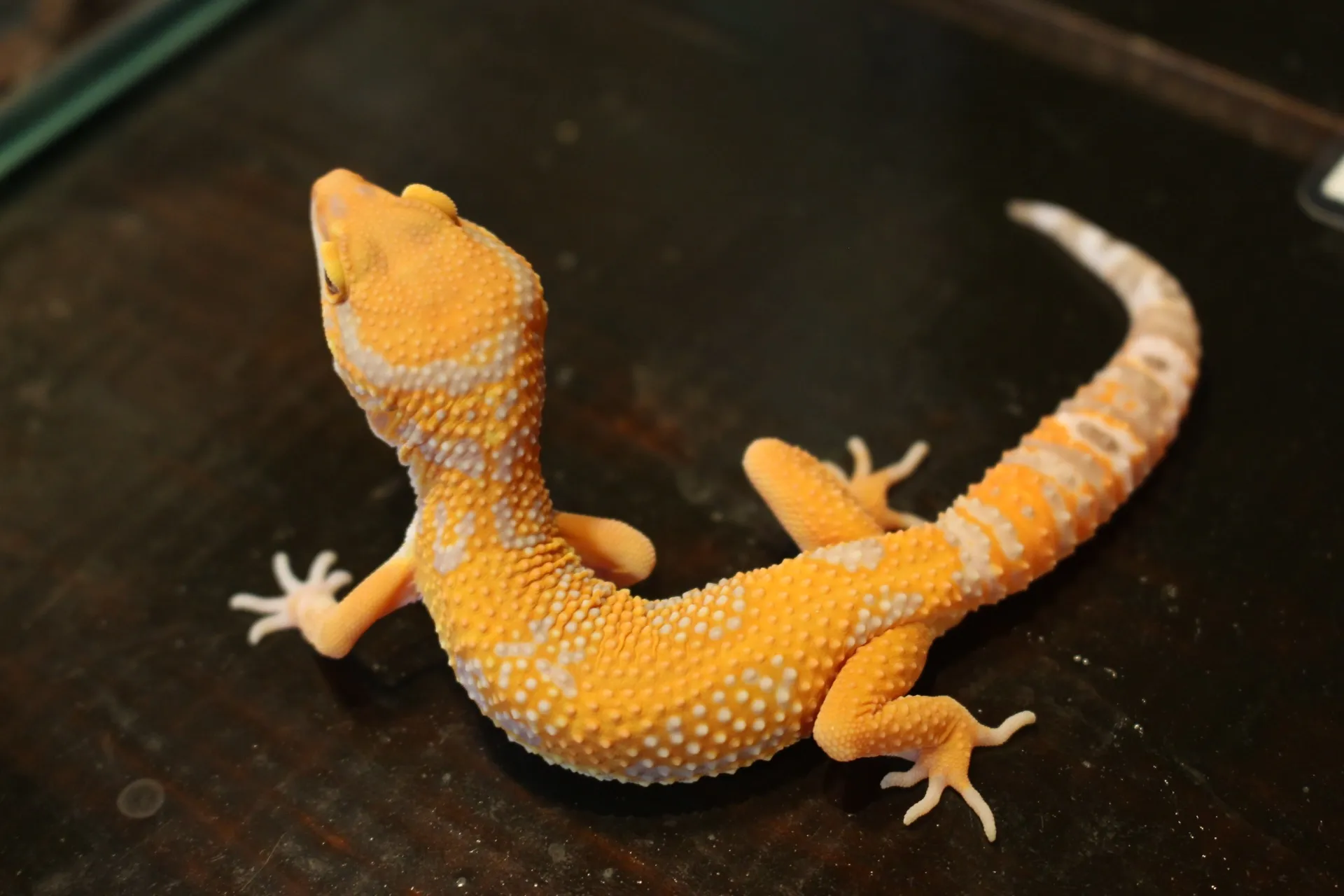 ヒョウモントカゲモドキ
