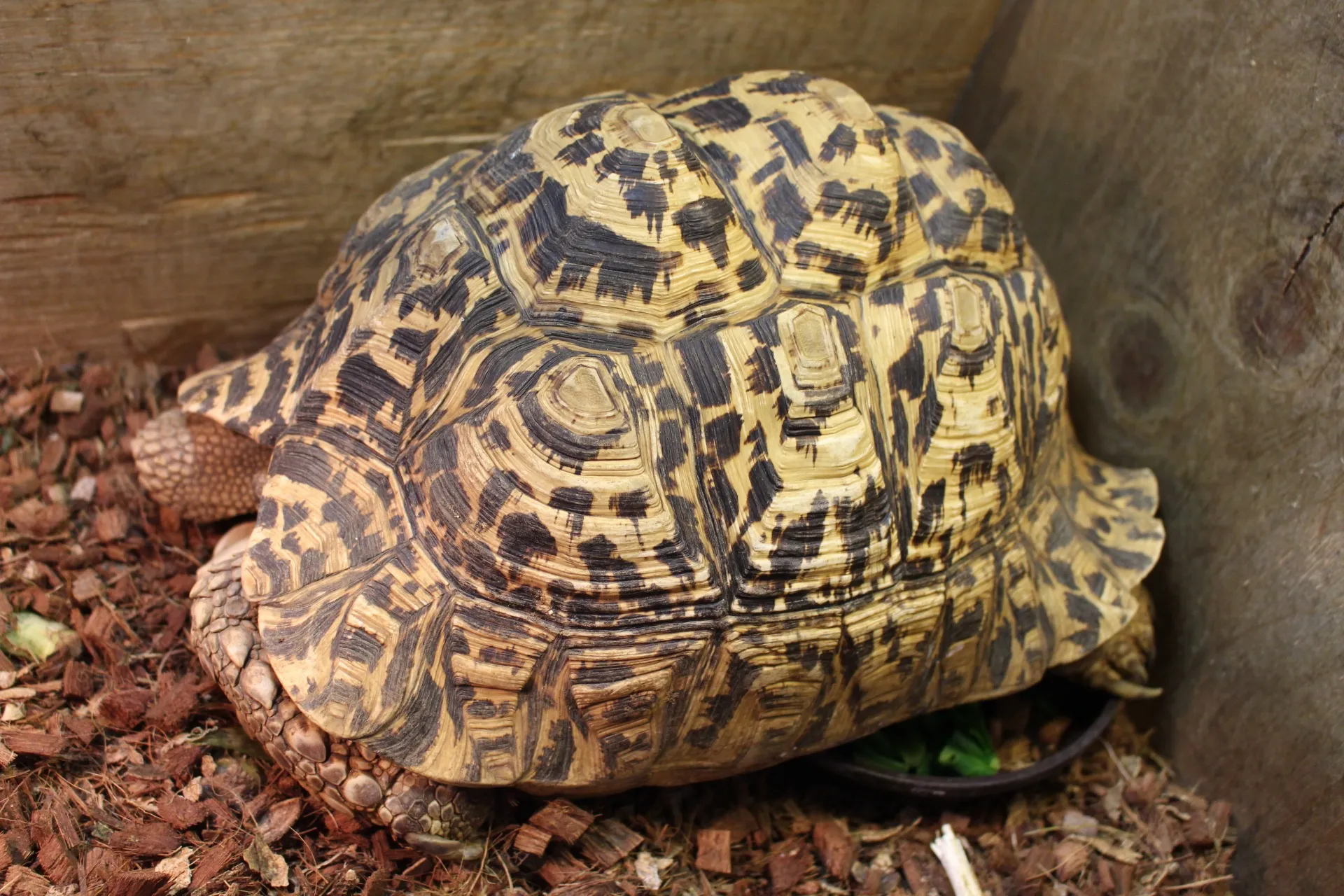 ヒョウモンガメ