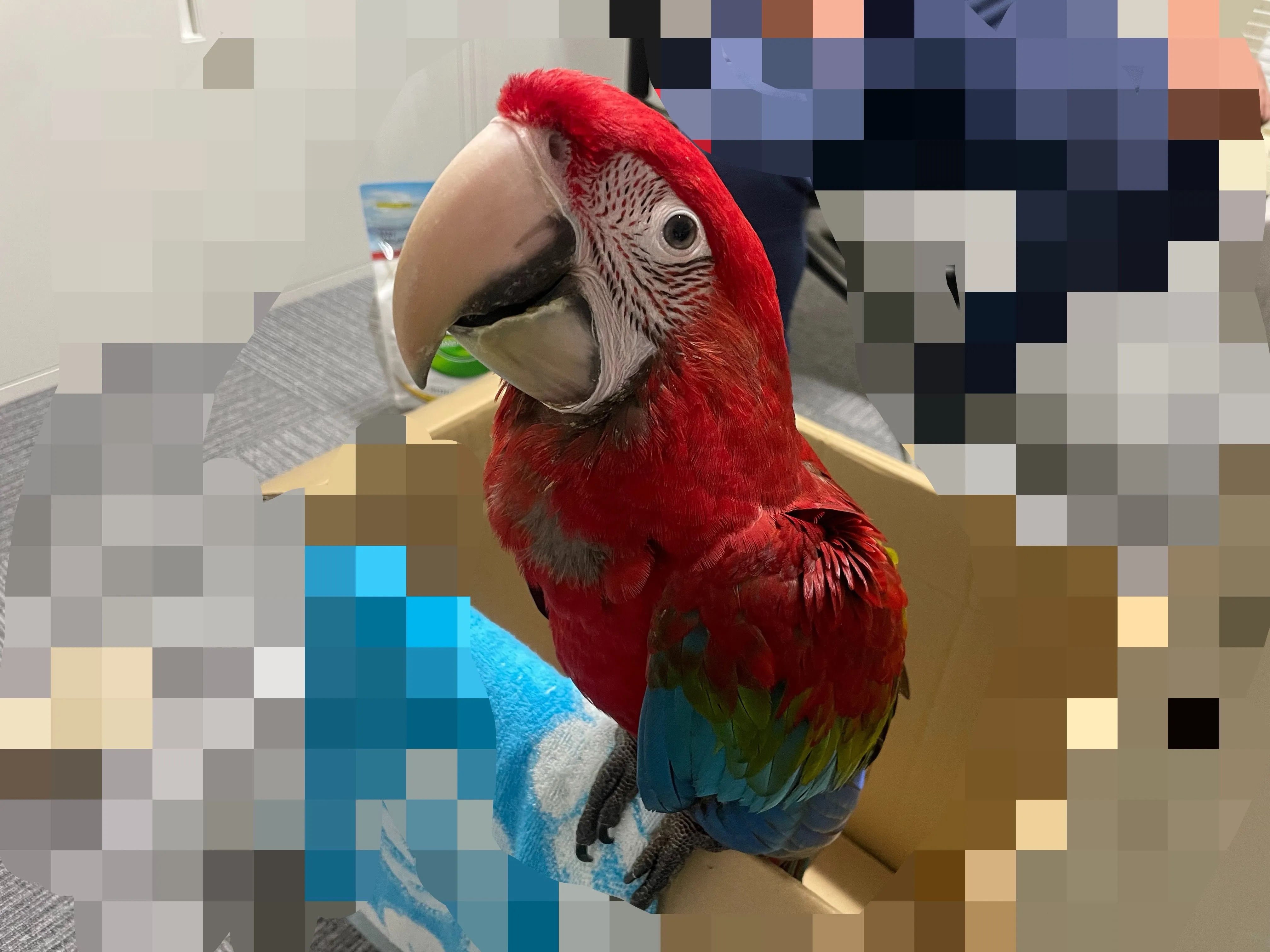 【新着生体】