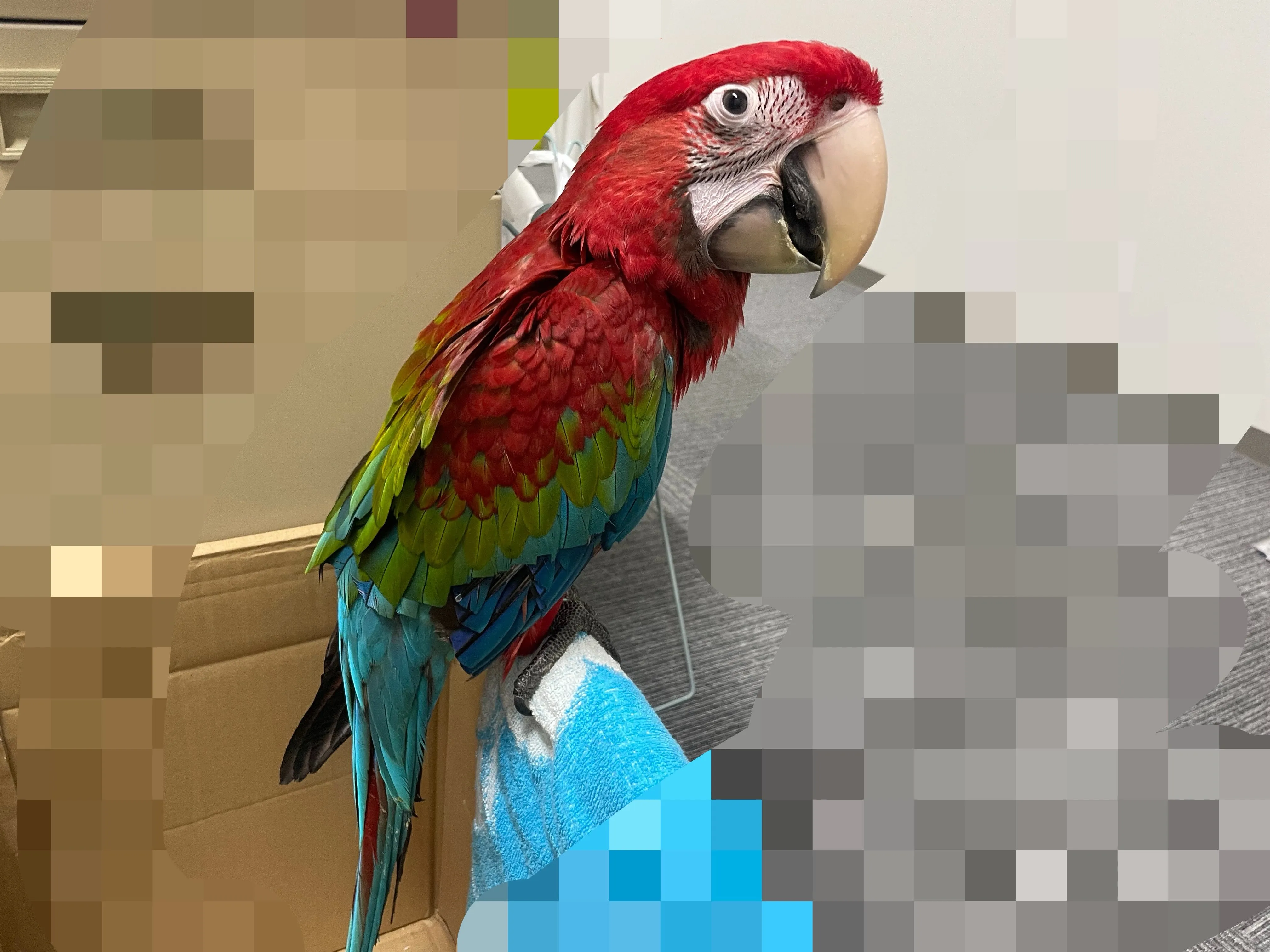 【新着生体】