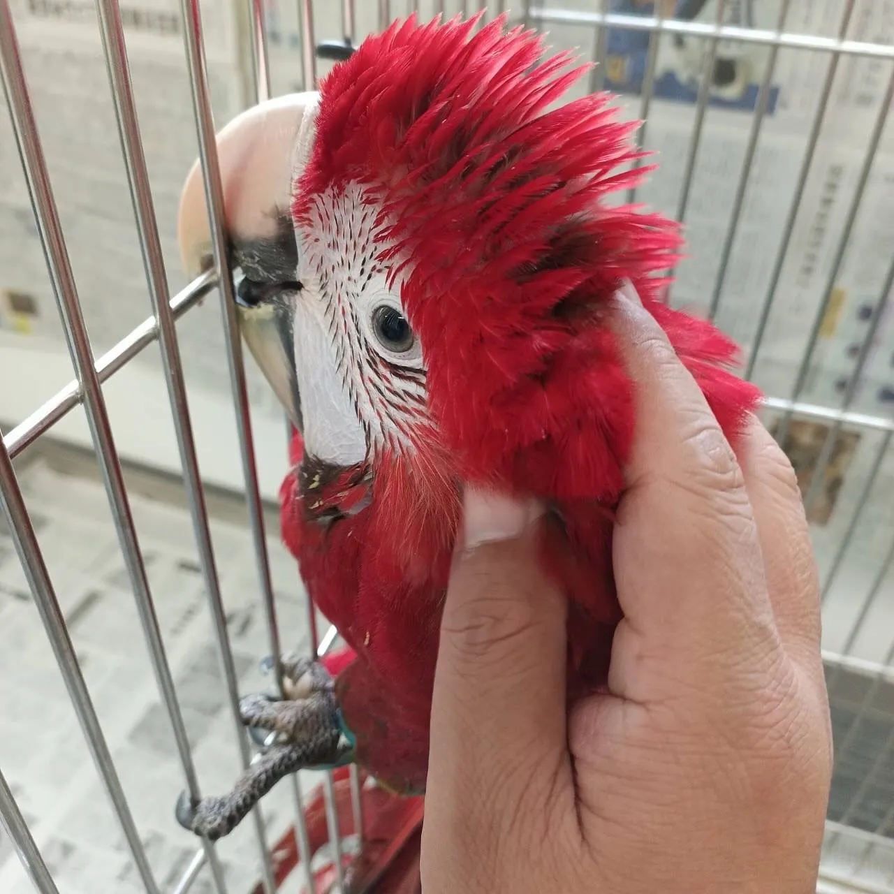ベニコンゴウインコもう1羽追加で来ました！