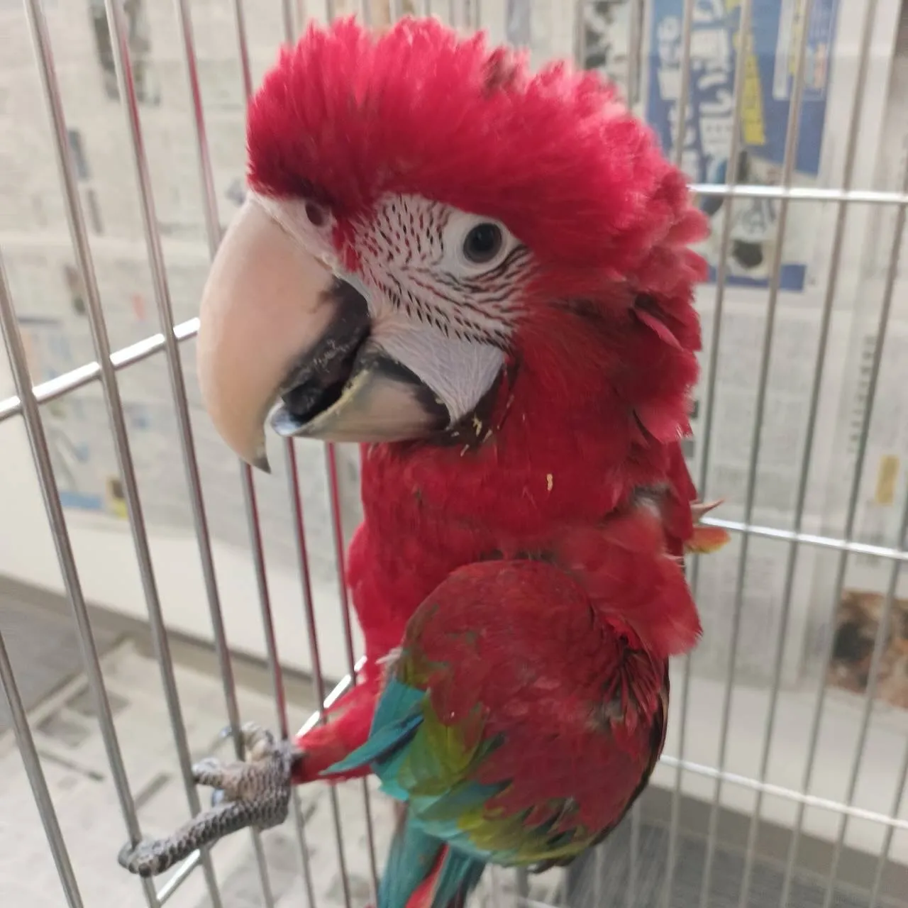 ベニコンゴウインコもう1羽追加で来ました！